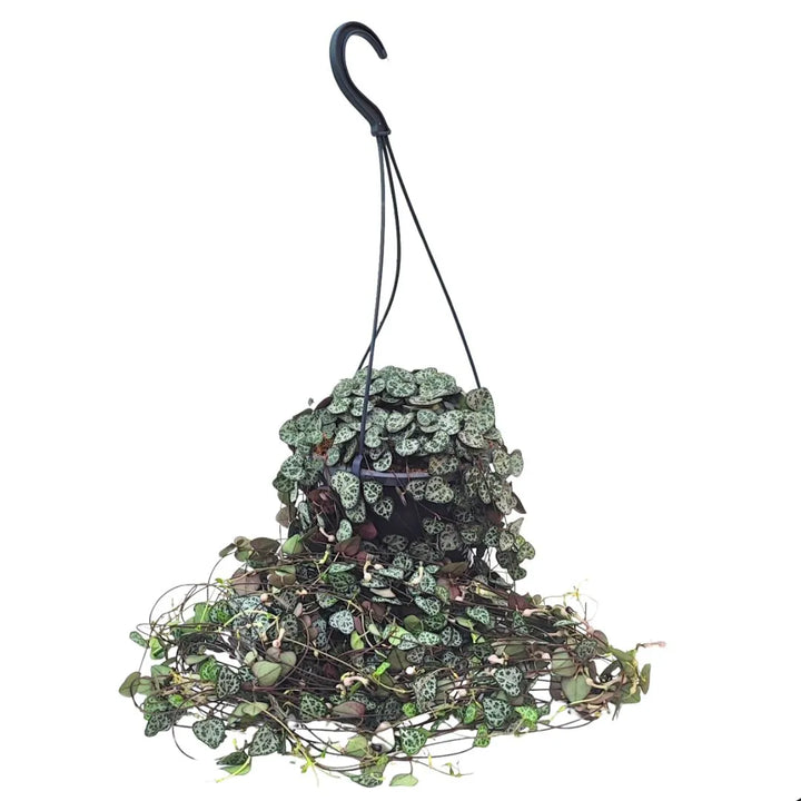 Pianta Ceropegia Woodii con foglie a forma di cuore in vaso pensile nero, con lunghi rami ricadenti dal portavaso.