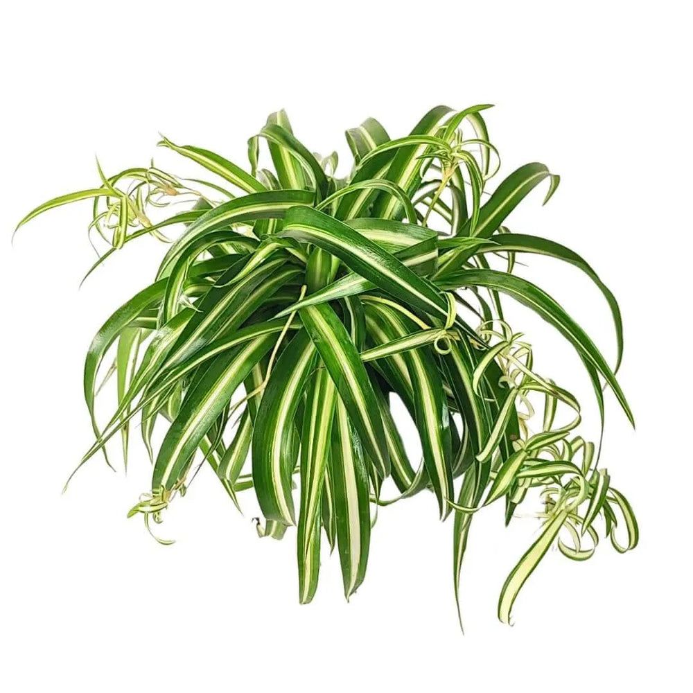 Chlorophytum Bonnie con foglie variegate verde e crema

