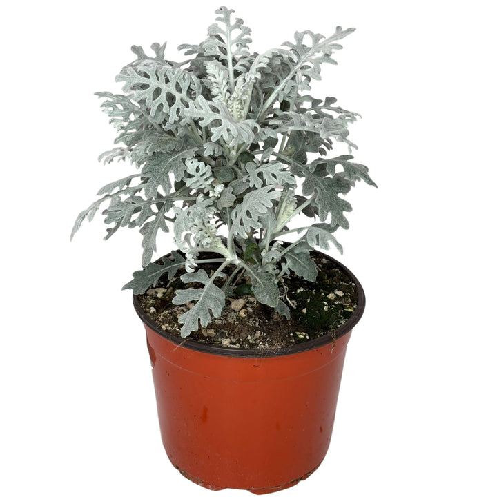 Pianta Cineraria Marittima in vaso Ø 18 cm, fogliame argento, altezza 35 cm

