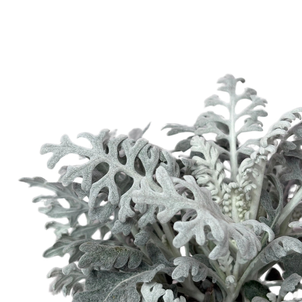 Dettaglio delle foglie argento della Cineraria Marittima, texture ornamentale