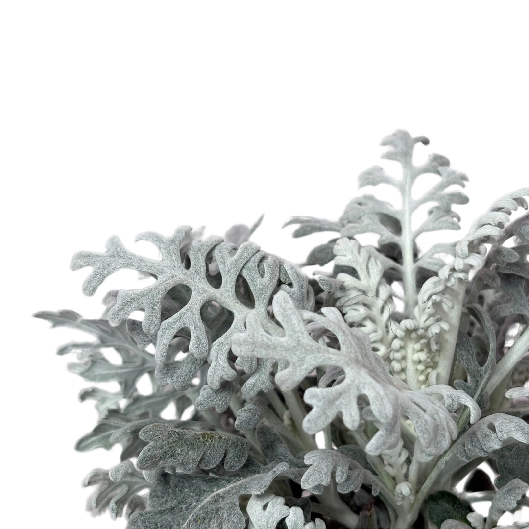 Dettaglio delle foglie argento della Cineraria Marittima, texture ornamentale