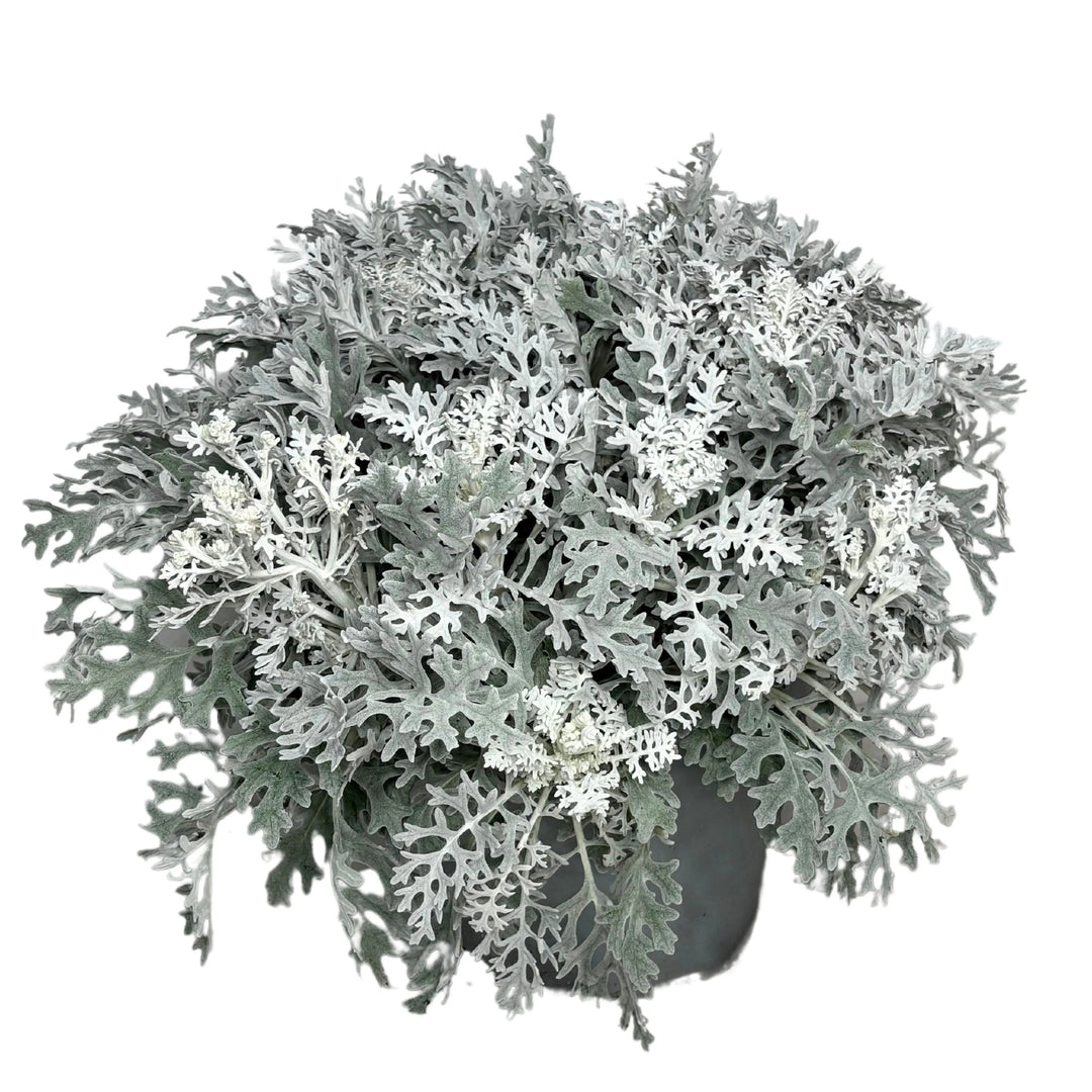 Cineraria Marittima in vaso Ø 24 cm con fogliame grigio-argentato

