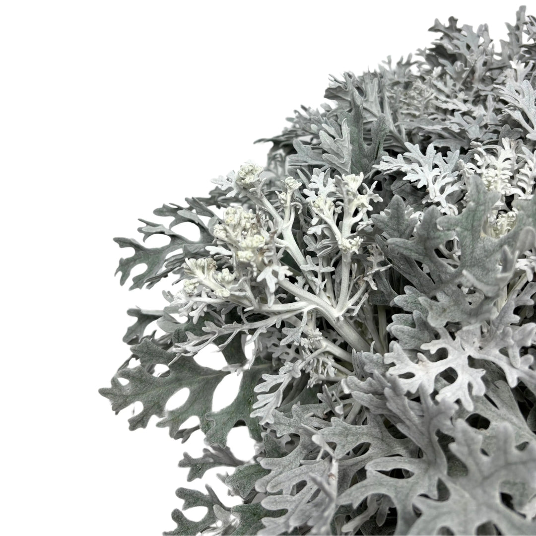 Dettaglio foglie ornamentali della Cineraria Marittima

