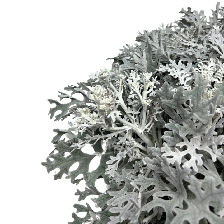 Dettaglio foglie ornamentali della Cineraria Marittima

