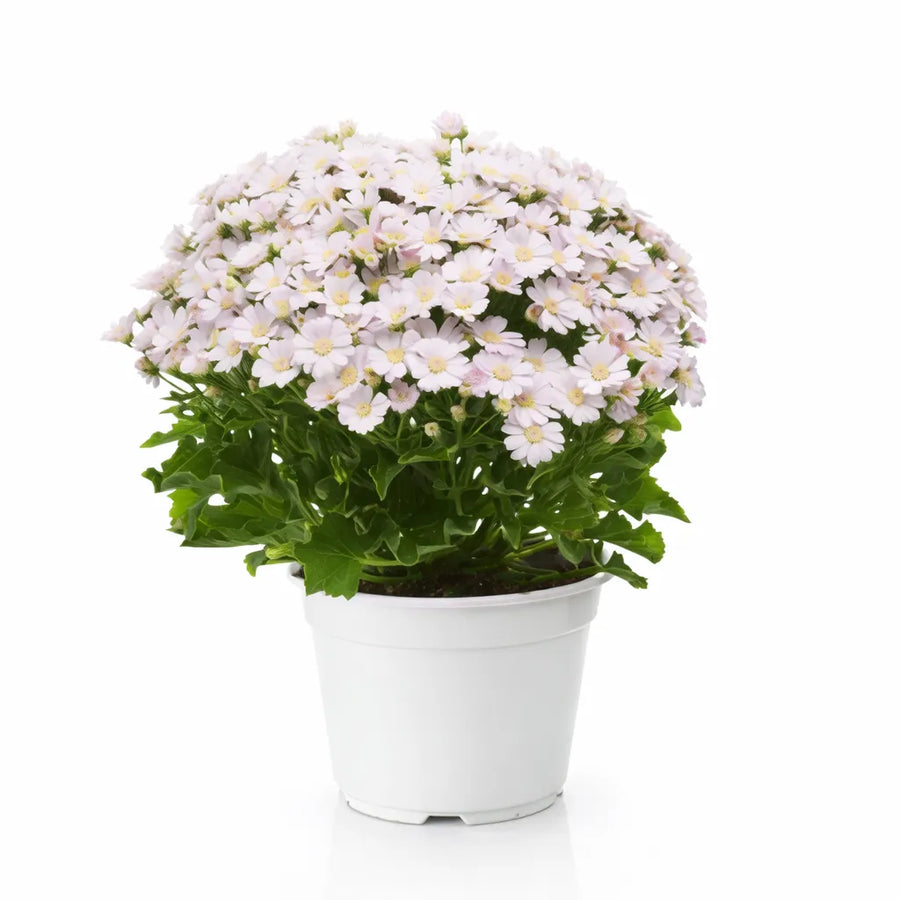 Cineraria in vaso D.14 cm - pianta fiorita con vivaci fiori rosa e viola in un vaso bianco, ideale per interni