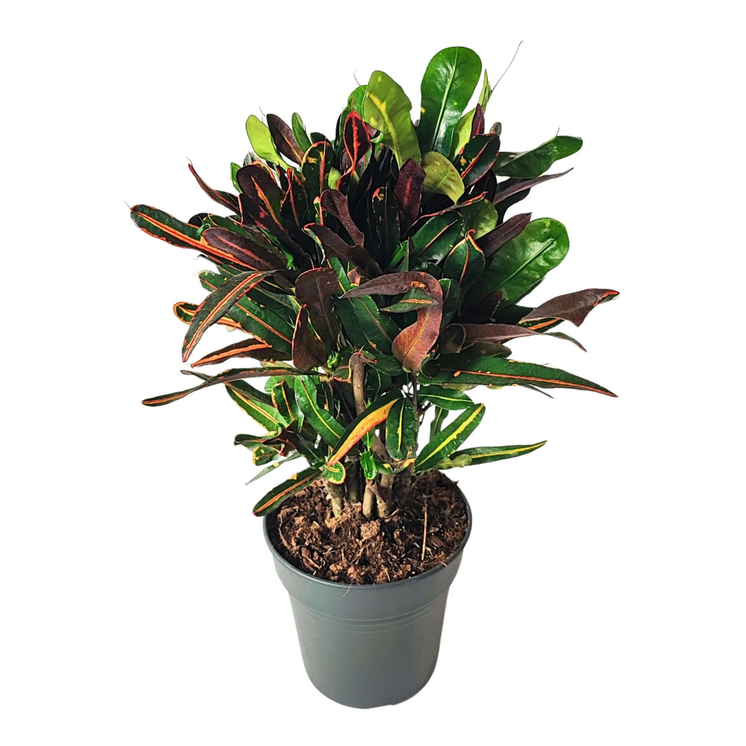 Pianta d’appartamento Codiaeum Mammi vista dall’alto

