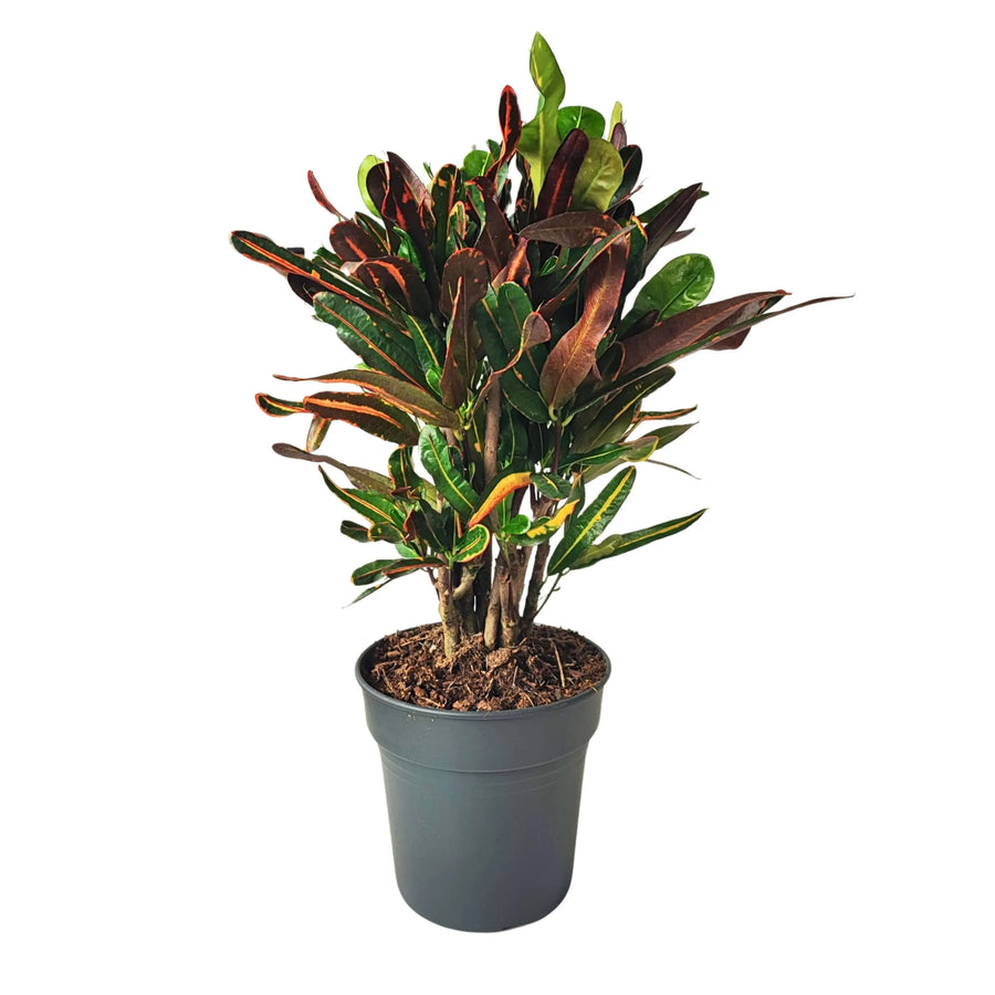 Codiaeum Mammi in vaso da 21 cm con foglie colorate

