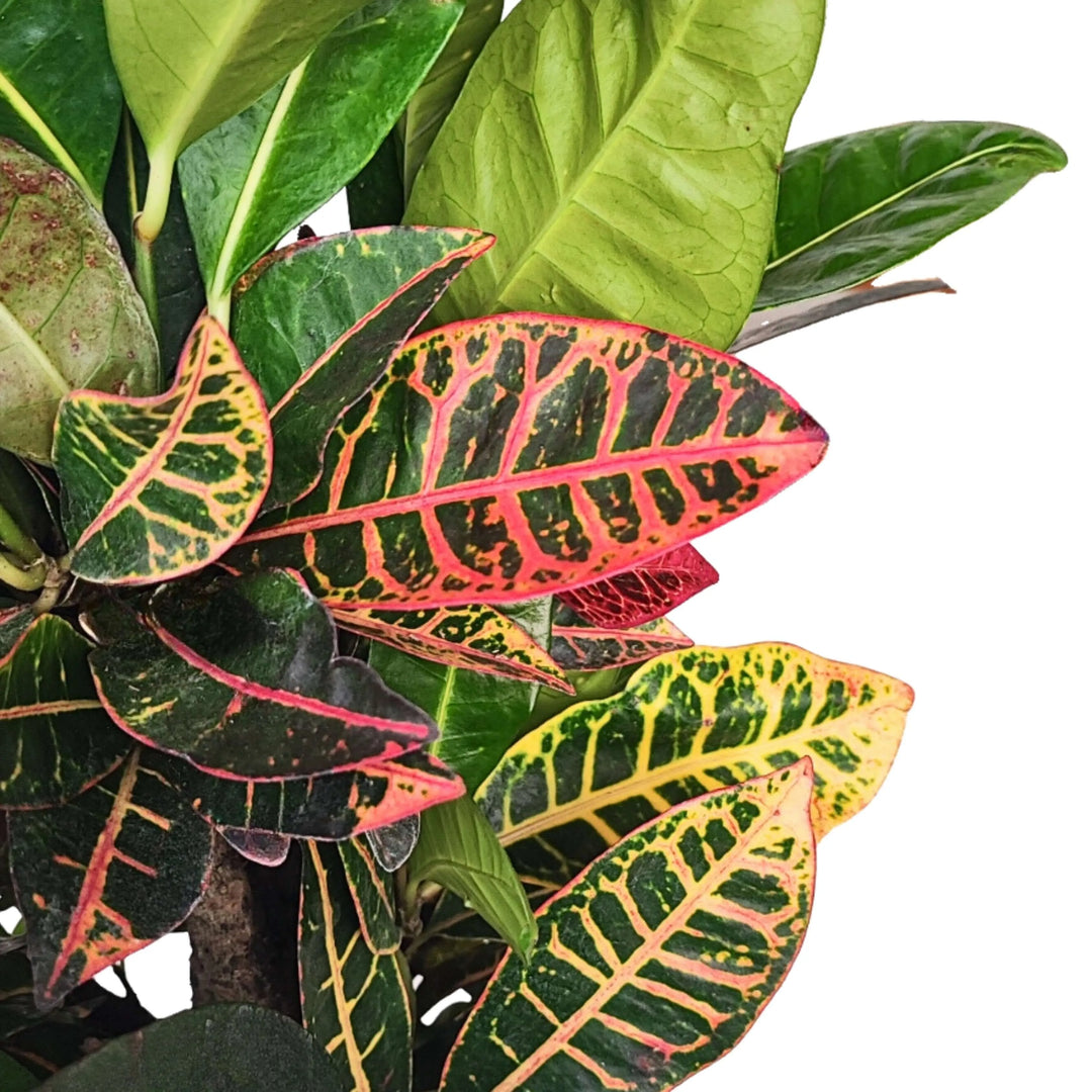 Vista laterale del Codiaeum Petra – pianta d’appartamento decorativa

