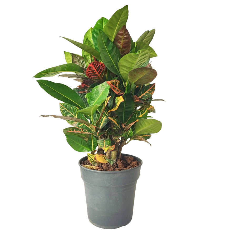 Pianta Codiaeum Petra in vaso da 21 cm con foglie variegate

