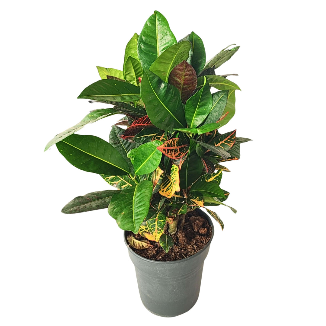 Codiaeum 'Petra' vaso 21 cm - i Giardini di Giulia