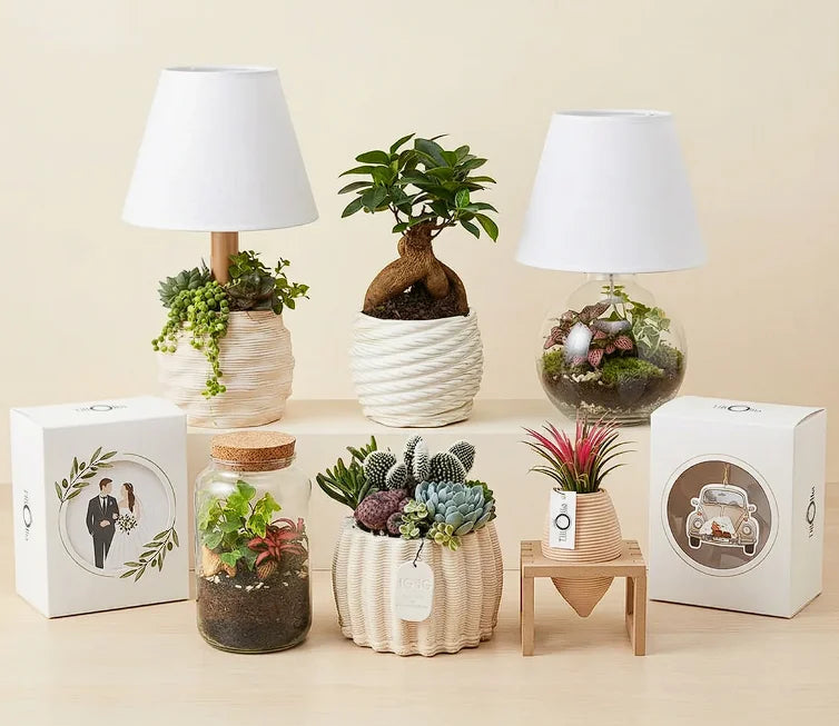 Collezione completa bomboniere piante bonsai terrarium succulente I Giardini di Giulia