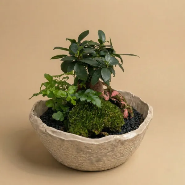 Composizione bonsai Ficus con muschio verde, Fittonia rosa e pianta a foglie tonde in ciotola ceramica artigianale con ghiaia nera