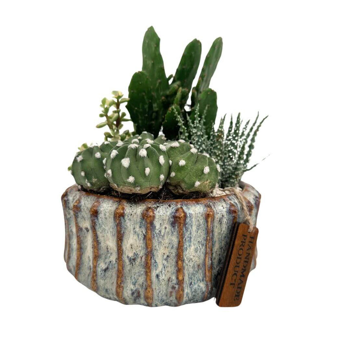 Composizione di piante grasse in vaso ceramica decor XL - i Giardini di Giulia