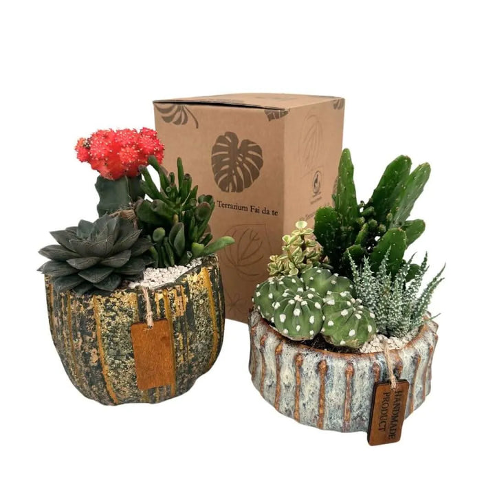 Set di composizioni di piante grasse in vasi di ceramica con confezione regalo, soluzioni decorative con poca manutenzione