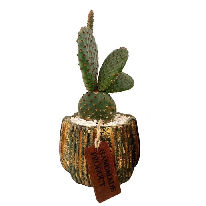 Composizione di una pianta grassa in vaso ceramica decor - i Giardini di Giulia