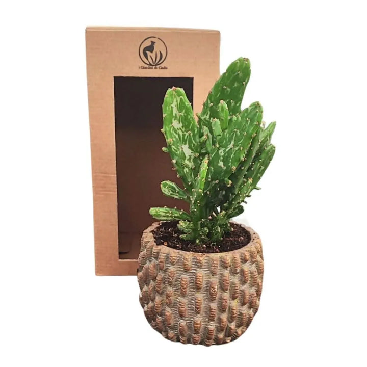 Composizione di una pianta grassa in vaso ceramica decor - i Giardini di Giulia