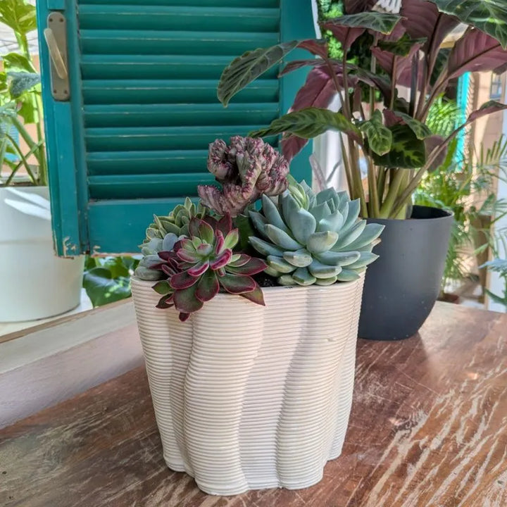 immagine mostra la compoizione di piante grasse in un ambiente domestico 