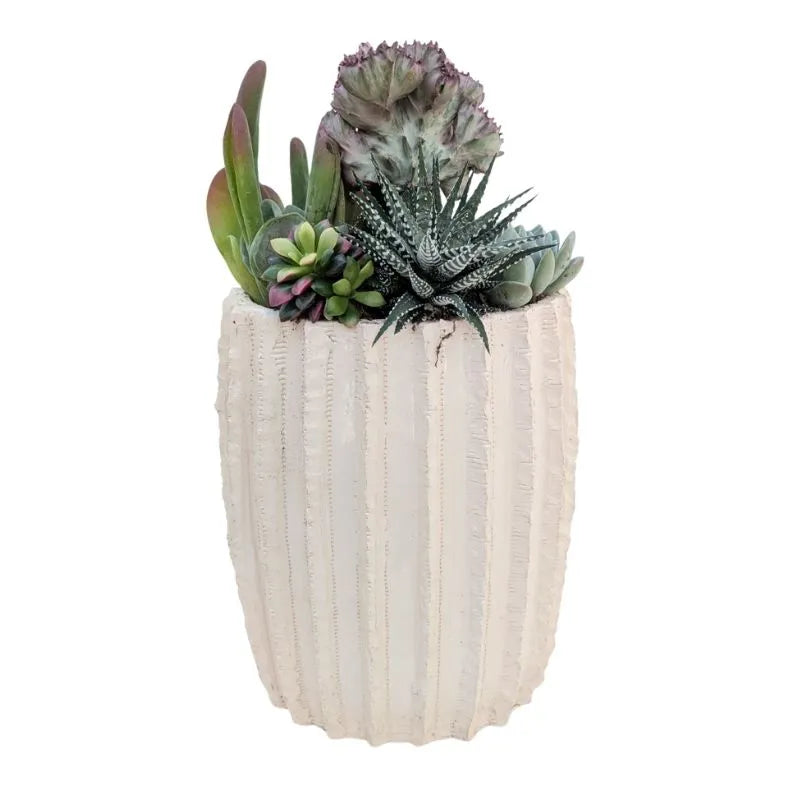 immagine mostra una composizione di piante grasse messa in un vaso di arglla bianca 