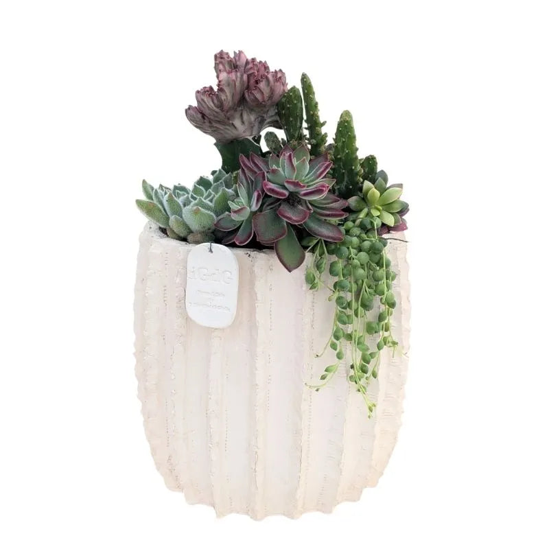 immagine mostra una composizione di piante grasse messa in un vaso di arglla bianca 