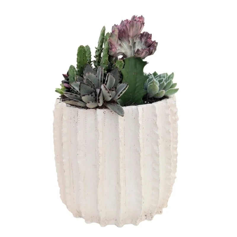 immagine mostra una composizione di piante grasse messa in un vaso di arglla bianca 