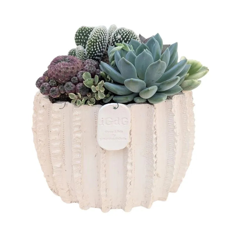 immagine mostra una composizione di piante grasse messa in un vaso di arglla bianca 