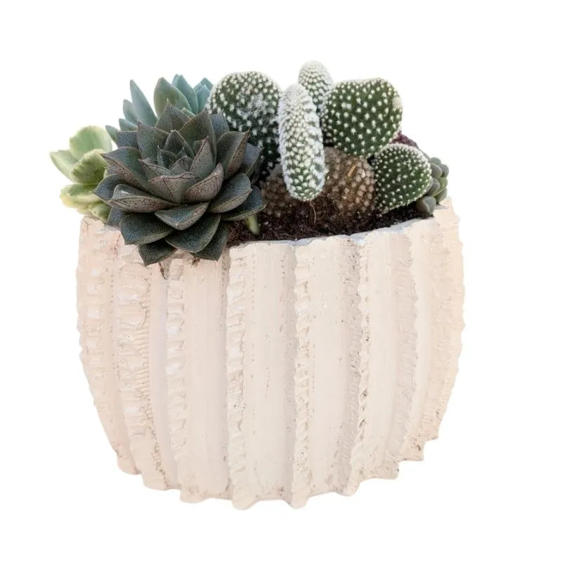 Composizione di piante grasse in vaso di argilla Dafne H.25