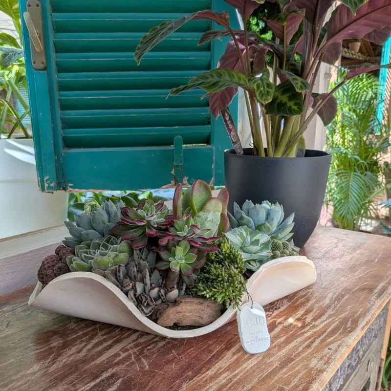 Immagine ne mostra la composizione in un ambiente domestico 