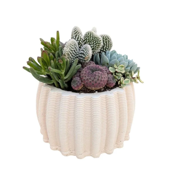 immagine mostra una composizione di piante grasse messa in un vaso di arglla bianca 