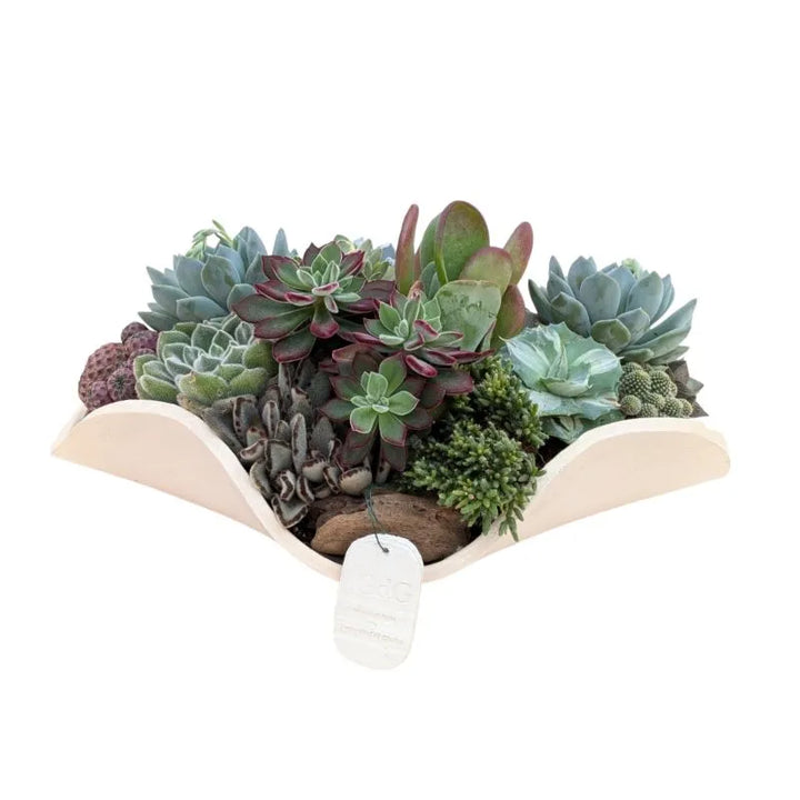 immagine mostra una composizione di pinte grasse posta in un vaso in argilla bianca