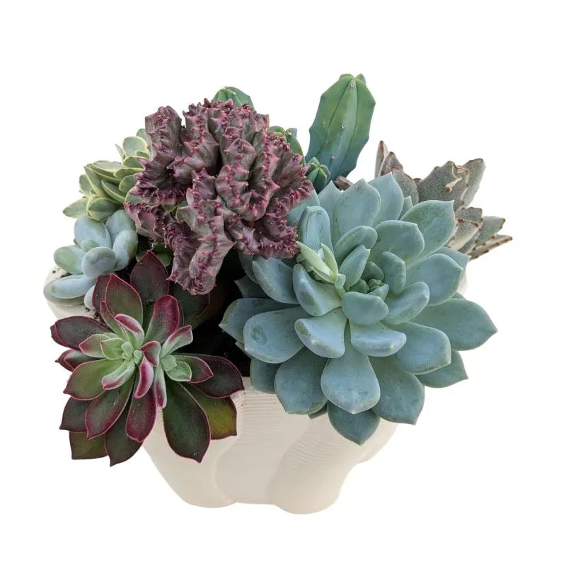 immagine mostra il dettaglio di tutte le piante grasse della composizione 