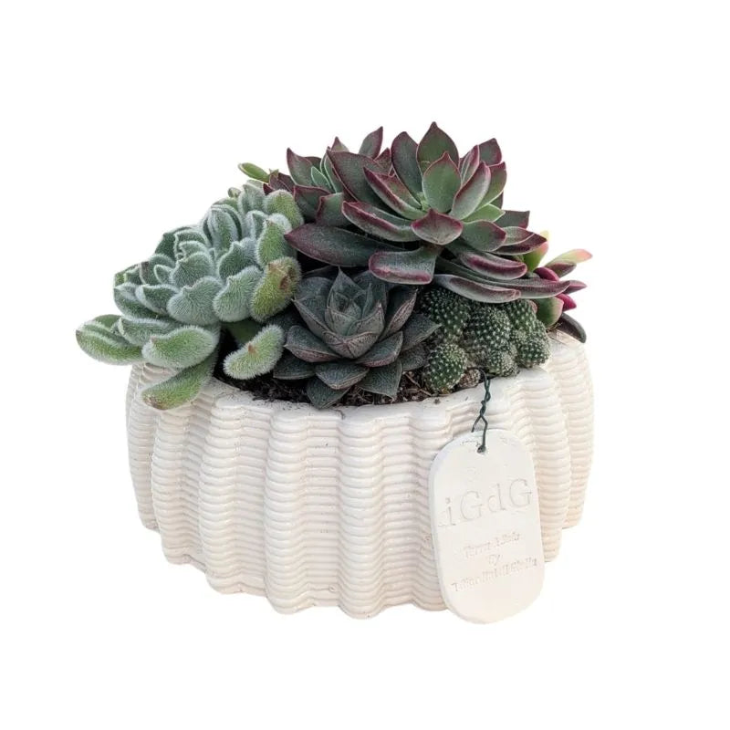 Composizione di piante grasse in vaso di argilla Dioniso H.15 cm