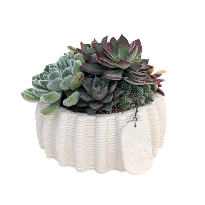 Composizione di piante grasse in vaso di argilla Dioniso H.15 cm