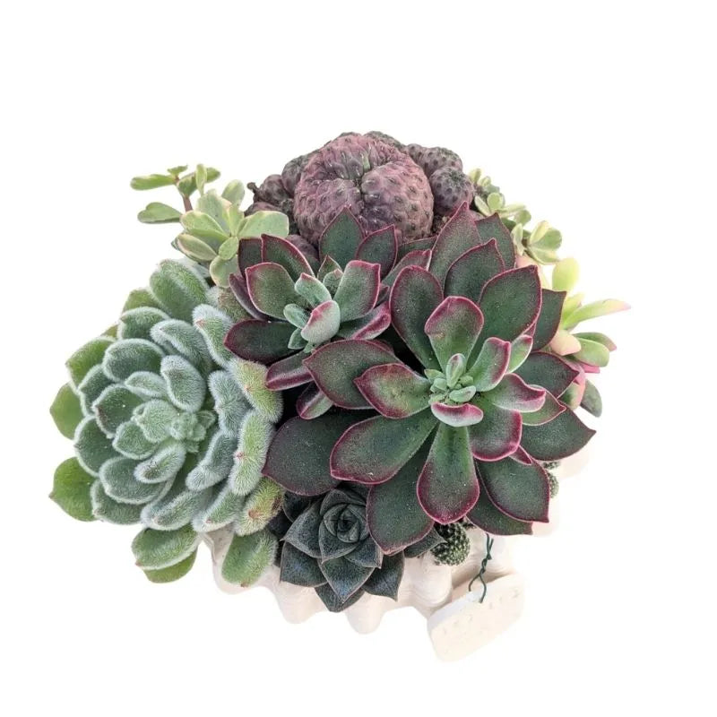 immagine mostra una composizione di piante grasse messa in un vaso di arglla bianca 