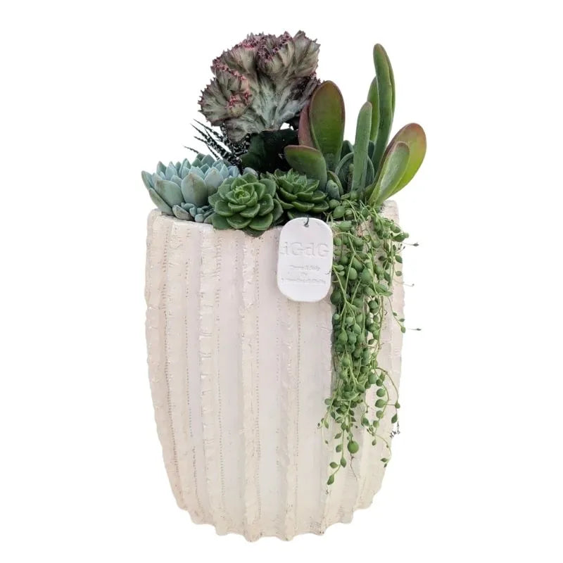 immagine mostra una composizione di piante grasse messa in un vaso di arglla bianca 