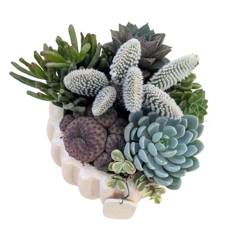 dettaglio sule piante grasse che compongono la composizione 