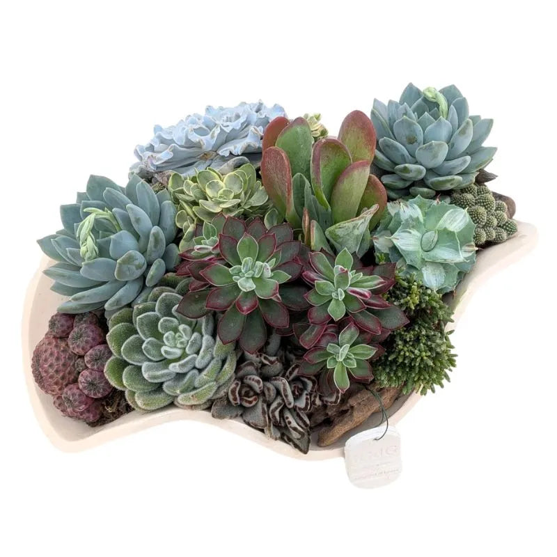 immagine mostra il dettaglio delle varie piante grasse che pompongono la composizione 