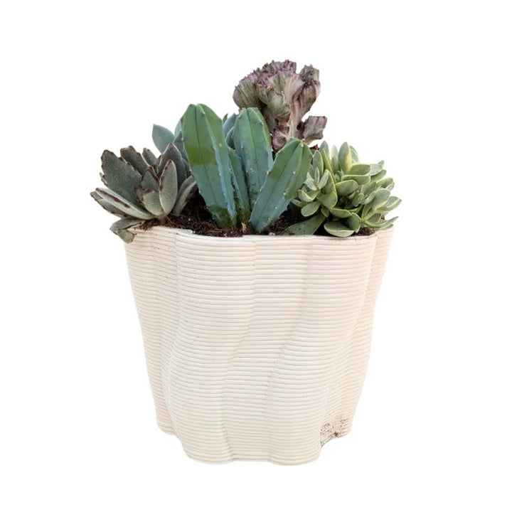 immagine mostra una composizione di piante grasse messa in una vaso di argilla bianco 
