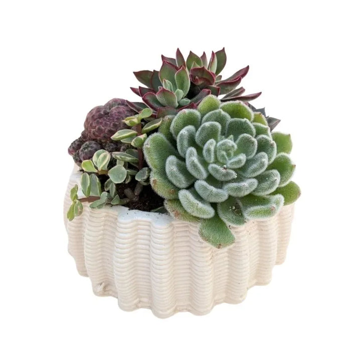 immagine mostra una composizione di piante grasse messa in un vaso di arglla bianca 