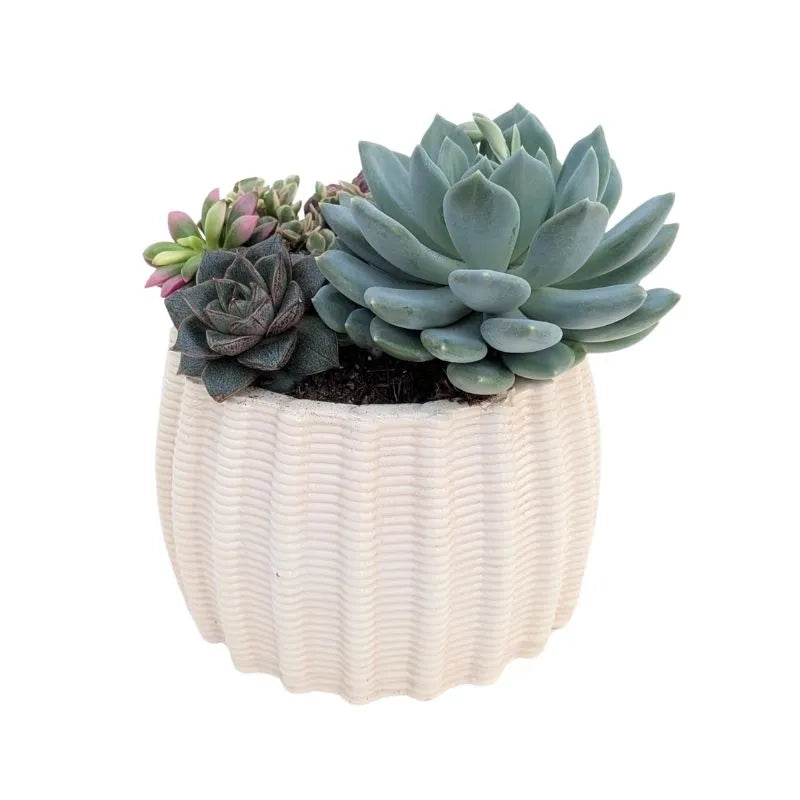 immagine mostra una composizione di piante grasse messa in un vaso di arglla bianca 