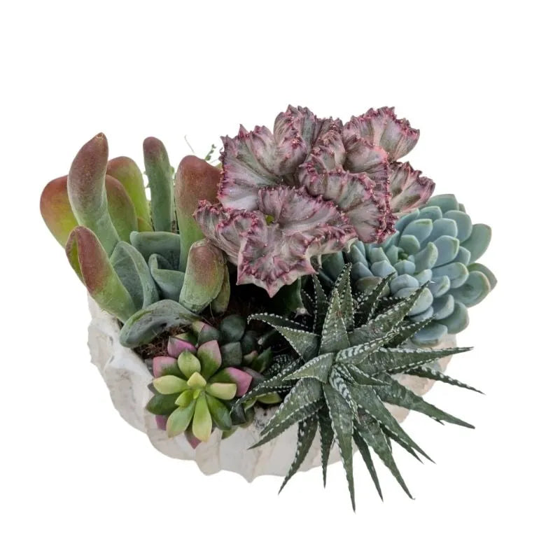 dettaglio sule piante grasse che compongono la composizione 