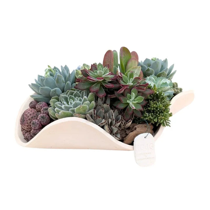 immagine mostra una composizione di pinte grasse posta in un vaso in argilla bianca