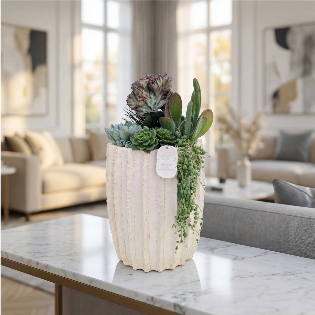 Composizione di piante grasse vere in vaso di ceramica beige, ideale per arredo casa elegante e moderno