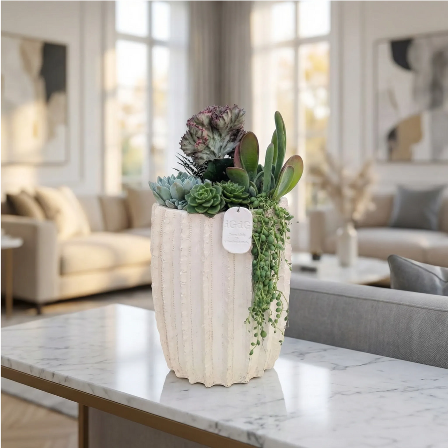 Composizione di piante grasse vere in vaso di ceramica beige, ideale per arredo casa elegante e moderno