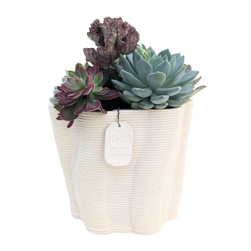 Composizione di piante grasse in vaso di argilla venezia