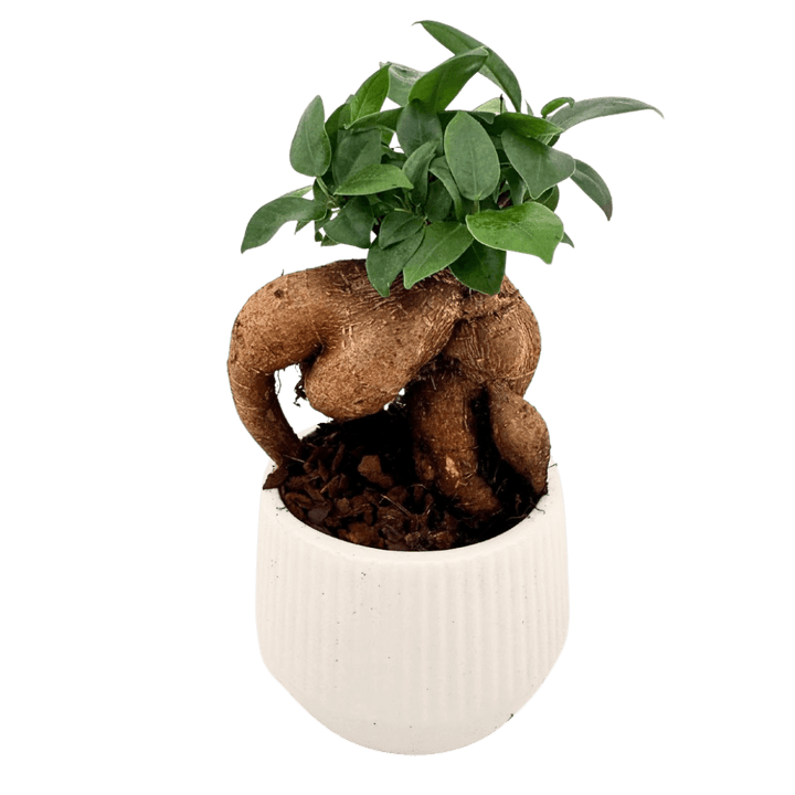 Bonsai ficus ginseng in vaso ceramica bianco