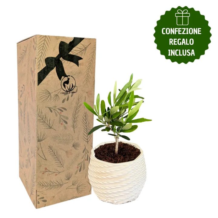 Bonsai olivo in vaso carina con scatola regalo