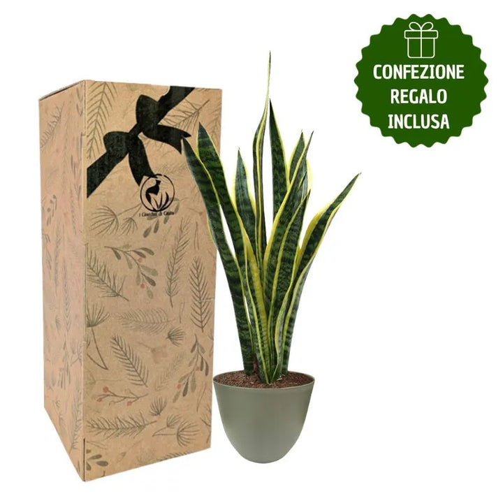 Sansevieria  Laurentii H.60 con scatola regalo