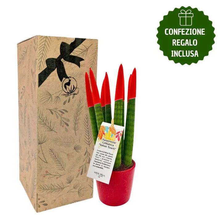 Sansevieria Velvet Touch rossa con scatola regalo