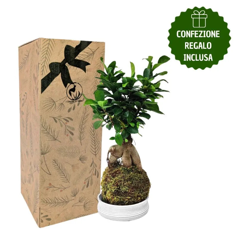 Kokedama Bonsai Ficus Ginseng con scatola regalo