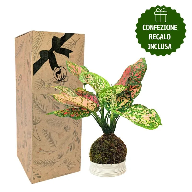 Kokedama Aglaonema Red Uniame con scatola regalo
